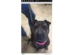 Adopt Vannie a Shar-Pei, American Staffordshire Terrier