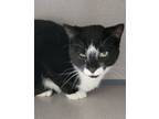 Adopt Kitty a Domestic Short Hair