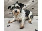 Adopt Panda a Yorkshire Terrier, Mixed Breed