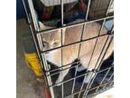 Adopt CHARM, 1 yr old female, orange and white a Domestic Short Hair