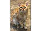 Adopt Shirley Temple a Domestic Short Hair