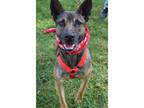 Adopt Deya a Belgian Shepherd / Malinois, Dutch Shepherd