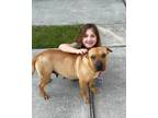 Adopt Lucy 2 a Shar-Pei, Pit Bull Terrier
