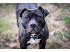 Adopt Midnight a Pit Bull Terrier