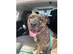 Adopt Bella Boo a Labrador Retriever, Pit Bull Terrier