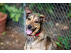 Adopt Penny 2 a German Shepherd Dog, Labrador Retriever