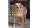 Adopt Mae (Trinity) a Golden Retriever, Labrador Retriever