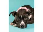 Adopt Jewel a Pit Bull Terrier, Labrador Retriever