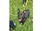 Adopt Millie a German Shepherd Dog, Labrador Retriever