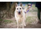 Adopt Gigi the Glamorous a Schnauzer, German Shepherd Dog