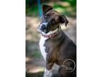 Adopt Sharon a Labrador Retriever, Border Collie