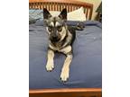 Adopt Pepper a Siberian Husky, Pit Bull Terrier