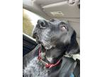 Adopt Journey a Labrador Retriever, Plott Hound