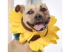 Adopt Millie a Labrador Retriever, Pit Bull Terrier