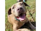 Adopt Crystal a Pit Bull Terrier