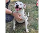 Adopt Aspen a Pit Bull Terrier