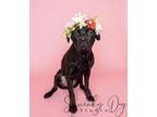 Adopt Pebbles a Cane Corso, Boxer