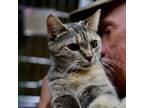 Adopt Athena (bobtail) a Tortoiseshell