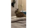 Adopt Courtesy Post Charlotte a Netherland Dwarf