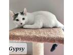 Adopt Gypsy a Domestic Short Hair