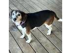 Adopt Trixie a Beagle
