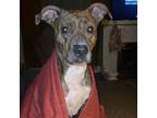 Adopt Agatha a Pit Bull Terrier