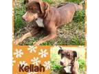 Adopt Kellah a Australian Kelpie, Labrador Retriever