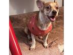 Adopt JENNY a Rat Terrier