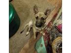 Adopt Mina a German Shepherd Dog