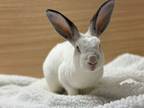 Adopt Comet a Bunny Rabbit