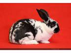 Adopt LECHERO a Bunny Rabbit
