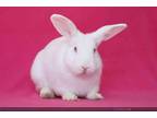 Adopt LANGSTON a Bunny Rabbit