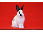 Adopt BOO a Bunny Rabbit