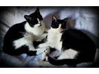 Adopt Sparrow and Morgan a Tuxedo