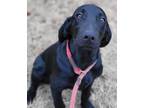 Adopt Davy #2 a Black Labrador Retriever