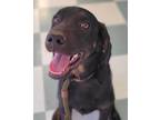 Adopt Dover #2 a Black Labrador Retriever