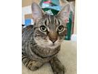 Adopt Blu: FeLV+ (FCID# 07/17/2023 - 16) R, SN a Tabby