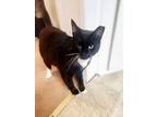 Adopt Monk- Jessica a Domestic Short Hair, Tuxedo