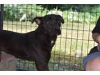 Adopt Charlie a Black Labrador Retriever