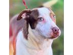 Adopt Boone a Pit Bull Terrier