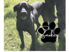 Adopt Smokey a Black Labrador Retriever
