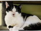 Adopt Yammy a Domestic Short Hair