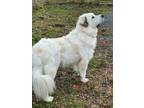 Adopt Buddy - in Cape Elizabeth, ME a Great Pyrenees