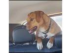 Adopt 5808 Monte a Beagle, Terrier