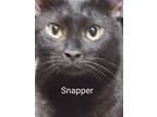 Adopt Snapper a Domestic Short Hair