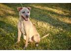 Adopt Major a Yellow Labrador Retriever, Labrador Retriever