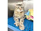 Adopt Quimby a Tabby