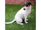 Adopt Fabian a Jack Russell Terrier