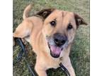 Adopt James a Shepherd, Chow Chow