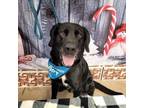 Adopt Atlas A0054812027 a Mixed Breed, Black Labrador Retriever